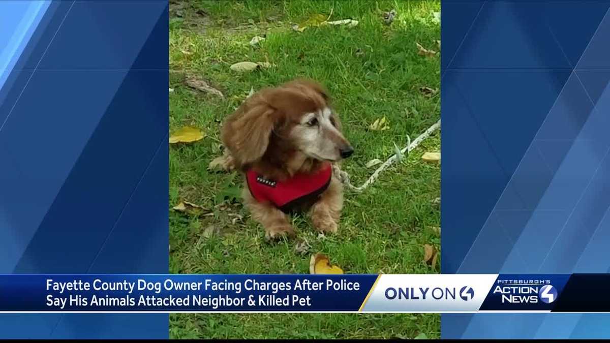 Dog killed, owner injured after "dangerous dogs" attack