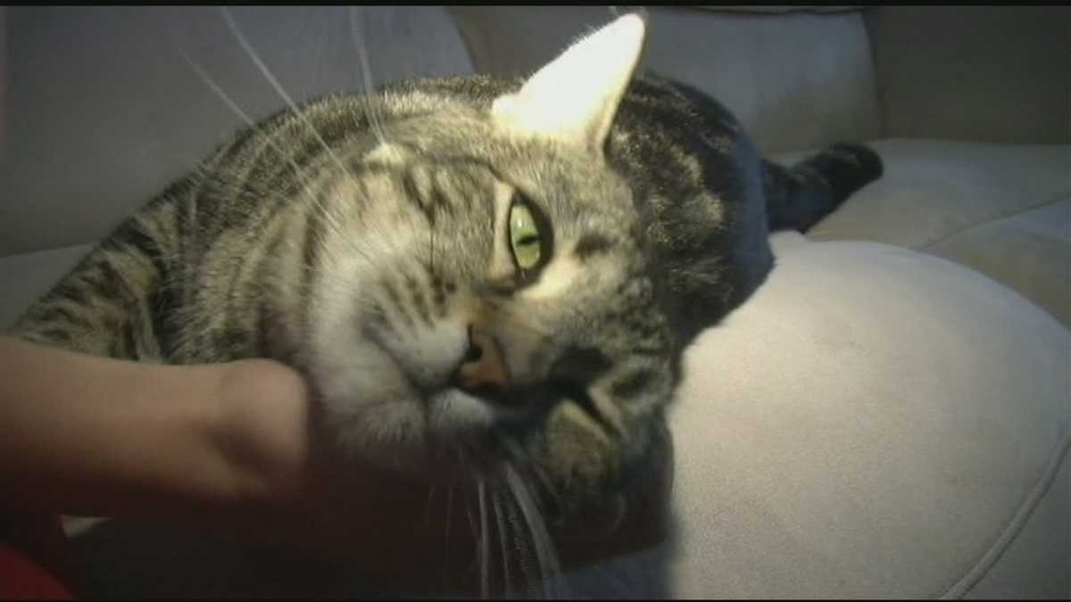 Hero Cat Saves Owner