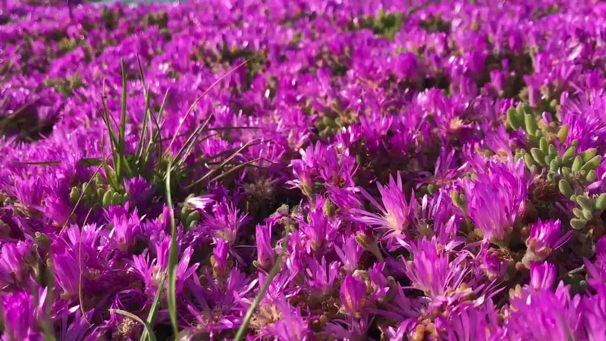 Purple flowers blooming in Pacific Grove