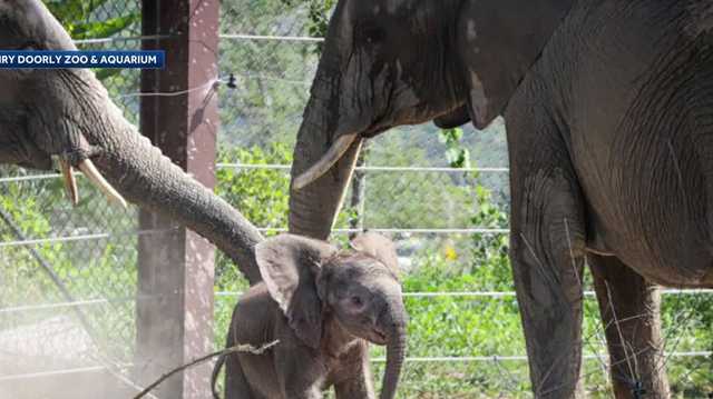 Omaha Henry Doorly Zoo's most memorable moments in 2023 - Vimarsana News