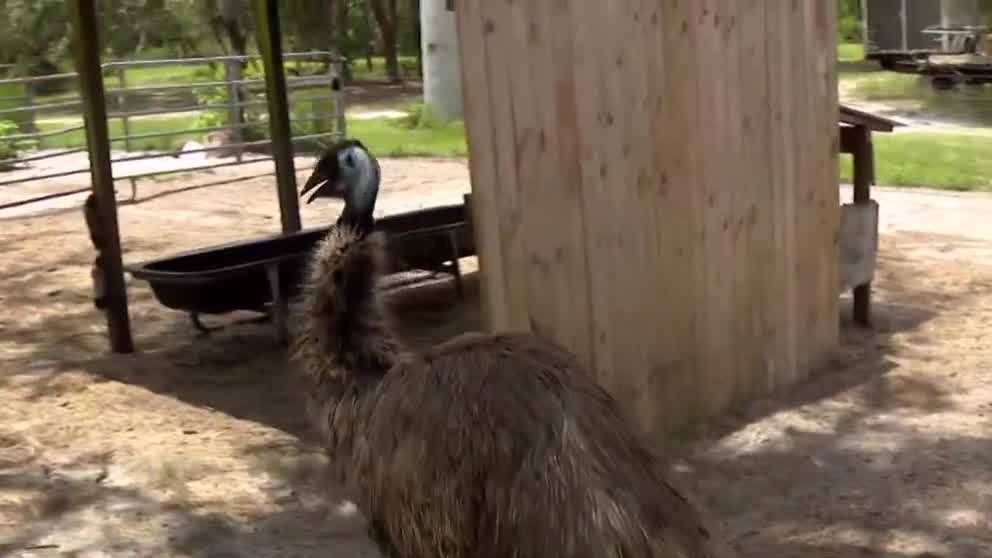 How a missing emu in Seminole County was found