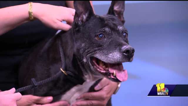 Diamond's personality is all in her ears - Vimarsana News