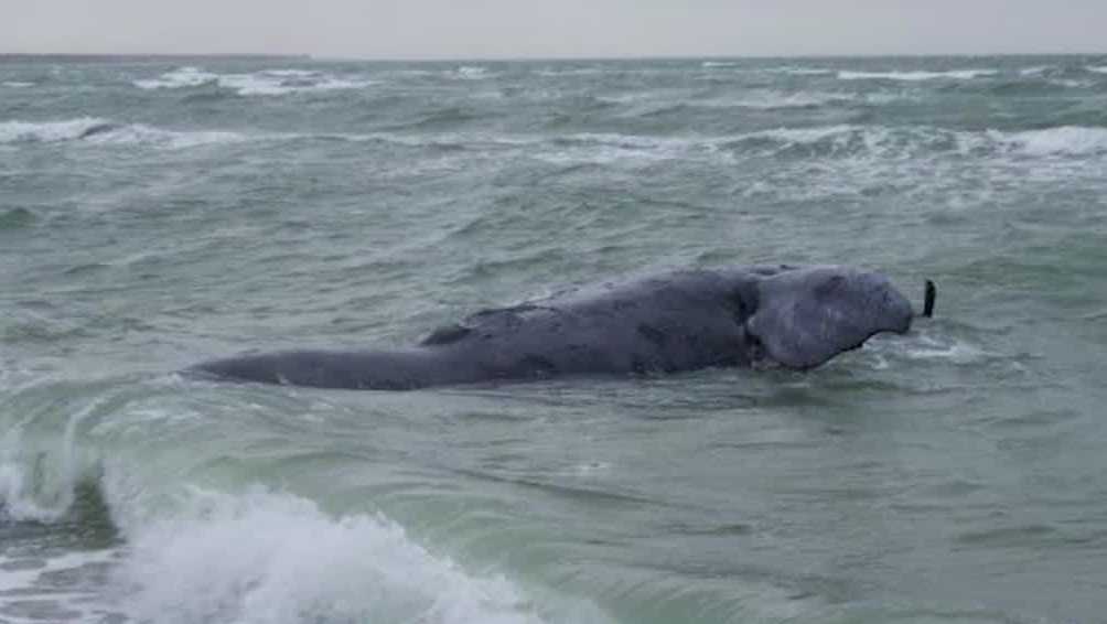 Martha's Vineyard Whale main image 1