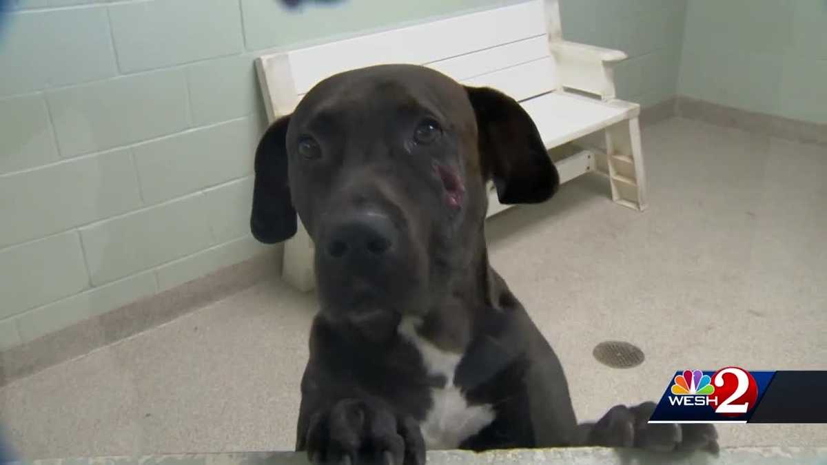 Dog that survived gunshot wound to face now looking for home