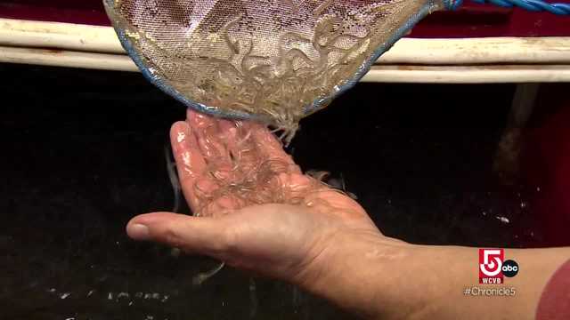 From the Sargasso Sea to Downeast Maine, the long, strange trip of glass eels - Vimarsana News