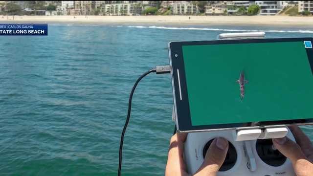 Drone footage shows proximity of sharks, people in ocean - Vimarsana News