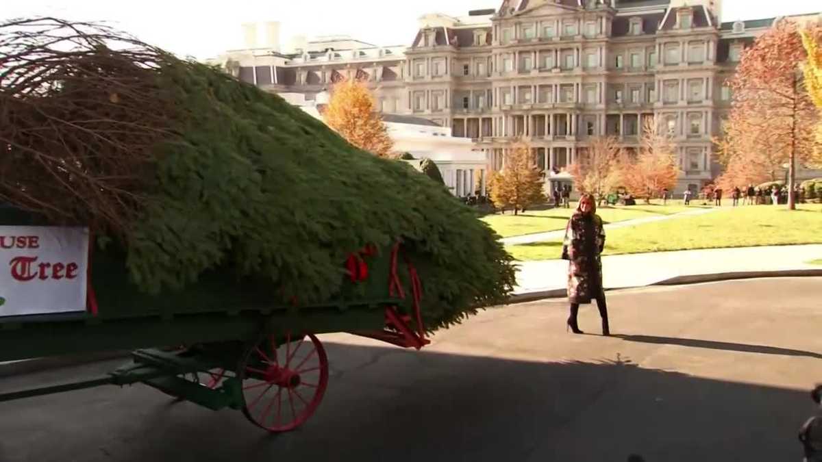 The White House Christmas tree has arrived for the holiday season