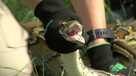 An invasive Burmese Python being wrangled by a trapper in the Florida Everglades.