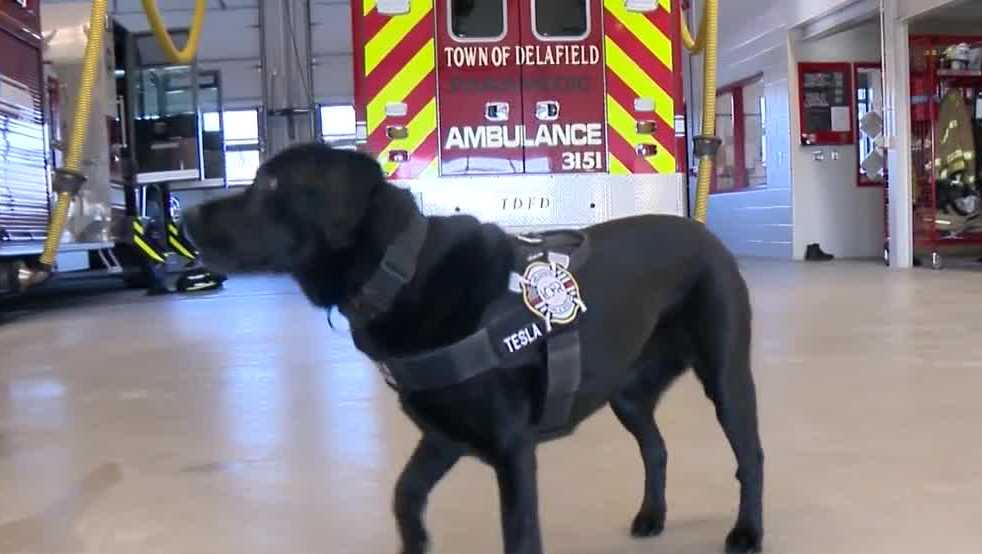 Lake Country Fire and Rescue's K-9 Tesla dies after suffering stroke