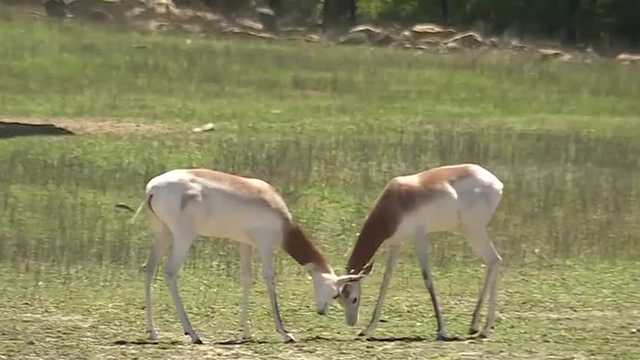 Some animals at the KC Zoo confused by partial solar eclipse - Vimarsana News