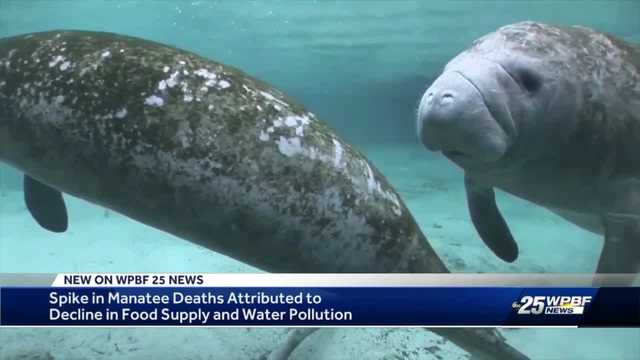 Manatee death rate on pace to beat state record, one found dead in Stuart - Vimarsana News