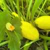 Shoppers turn to local markets, community gardens amidst massive food recalls