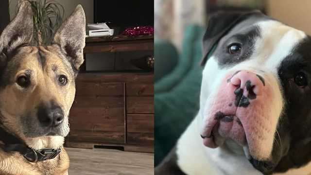 Two dogs dead after possibly ingesting poison at a Racine park, DNR investigating - Vimarsana News