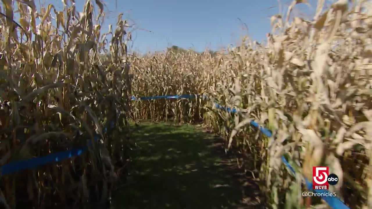 wcvb.com - Nicole Estaphan - At Fort Hill Farms, getting lost is part of the fun
