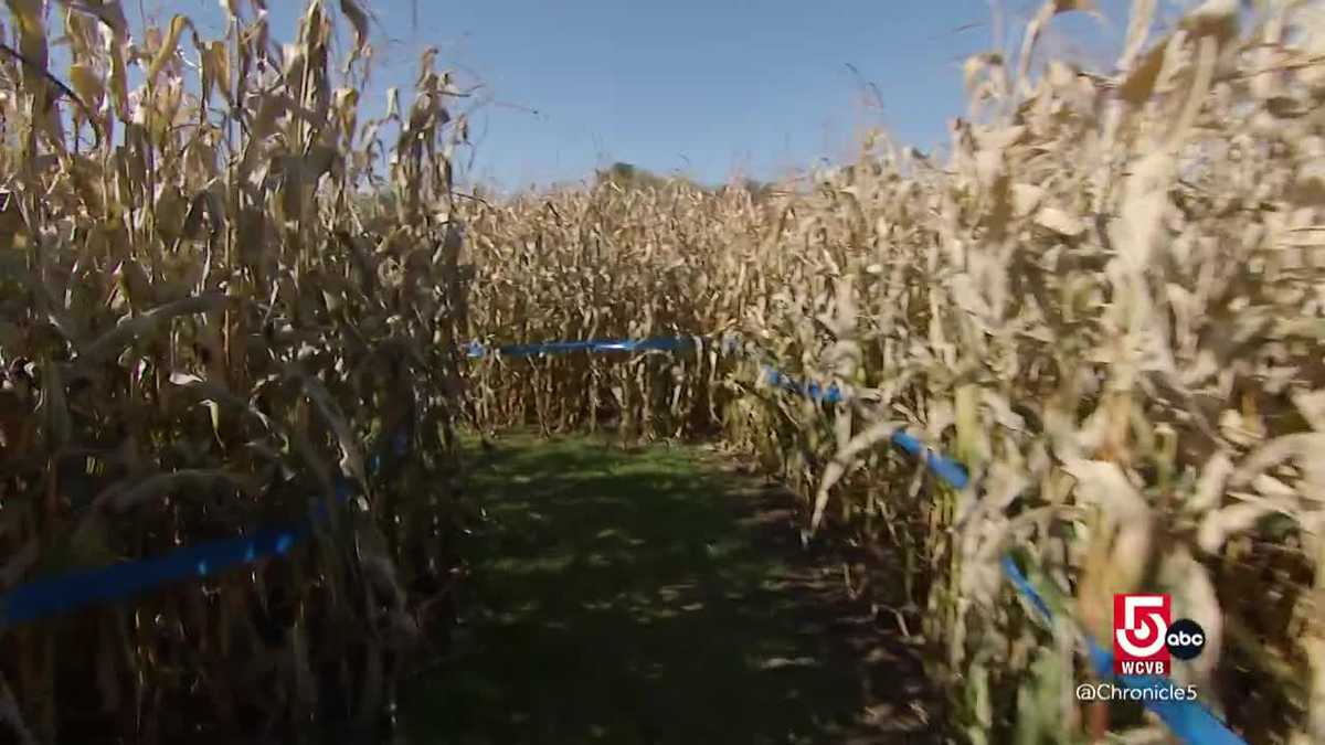 At Fort Hill Farms, getting lost is part of the fun