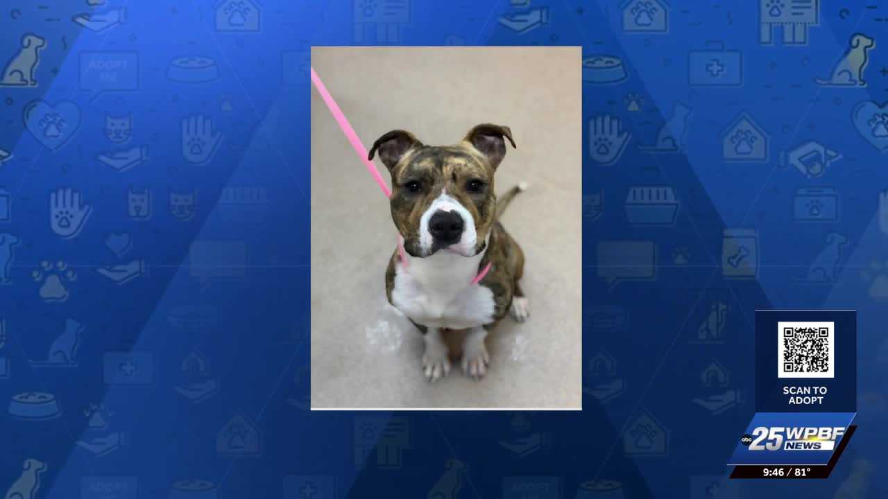 WPBF to the Rescue: Helping animals find forever homes