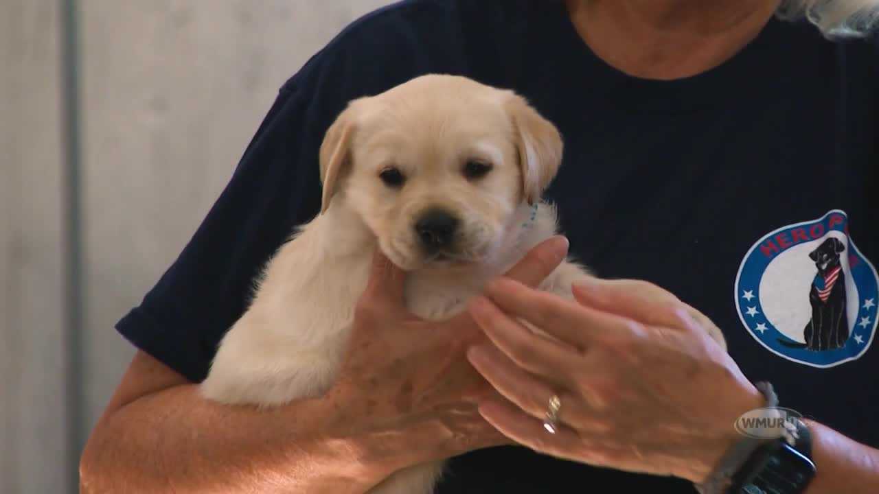 Hero Pups changing lives of veterans, first responders in NH