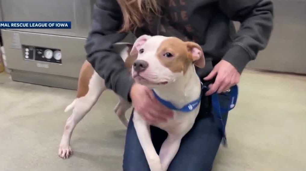Police prepare warrant after dog found tied up outside Des Moines Int’l ...