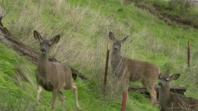 How you can prevent poaching on the American River Parkway - Vimarsana News