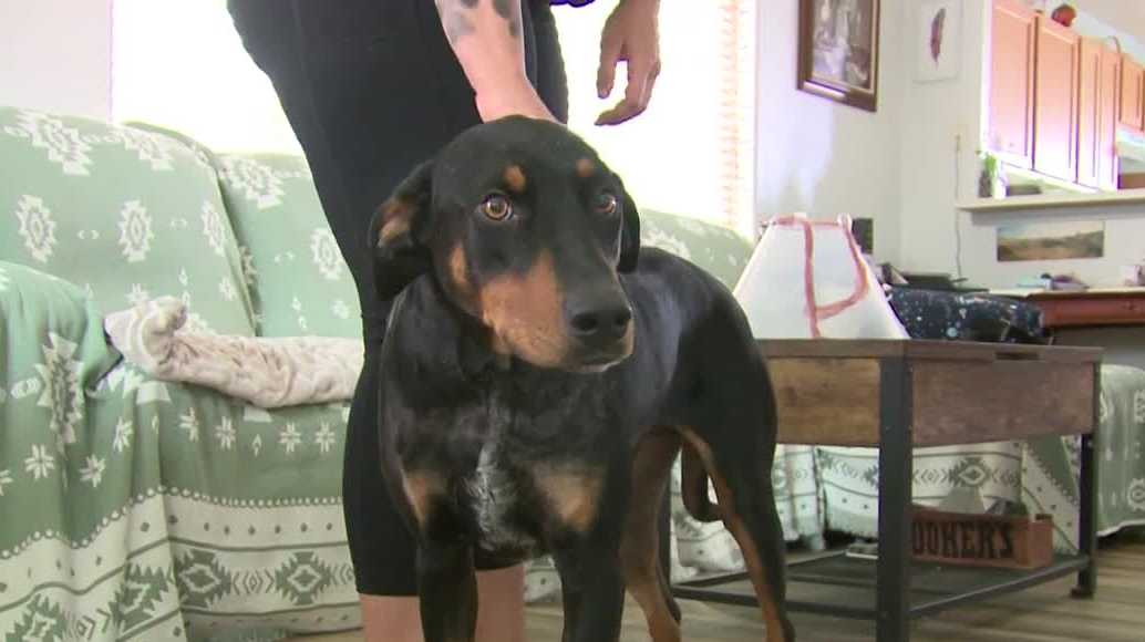 Dog shot five times while on a walk near Rio Rancho