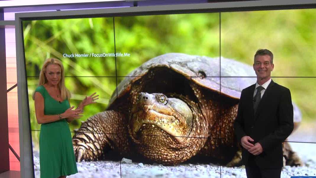 Learn more about snapping turtles with IMAG