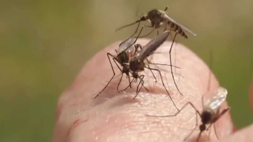 Iowa experiences lowest mosquito numbers in a decade