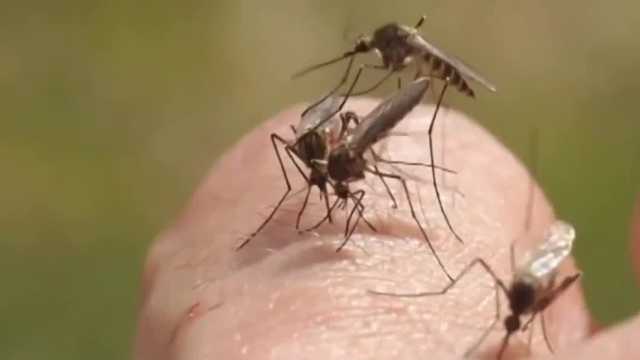 Iowa experiences lowest mosquito numbers in a decade