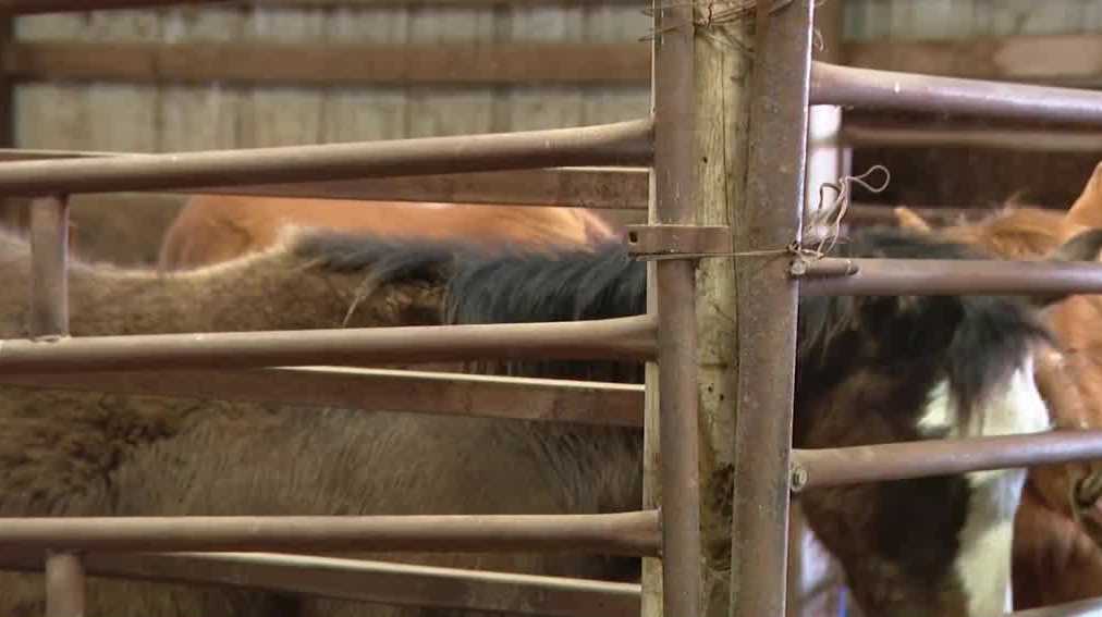 Horses rescued from Gage County vet sold at auction - Vimarsana News