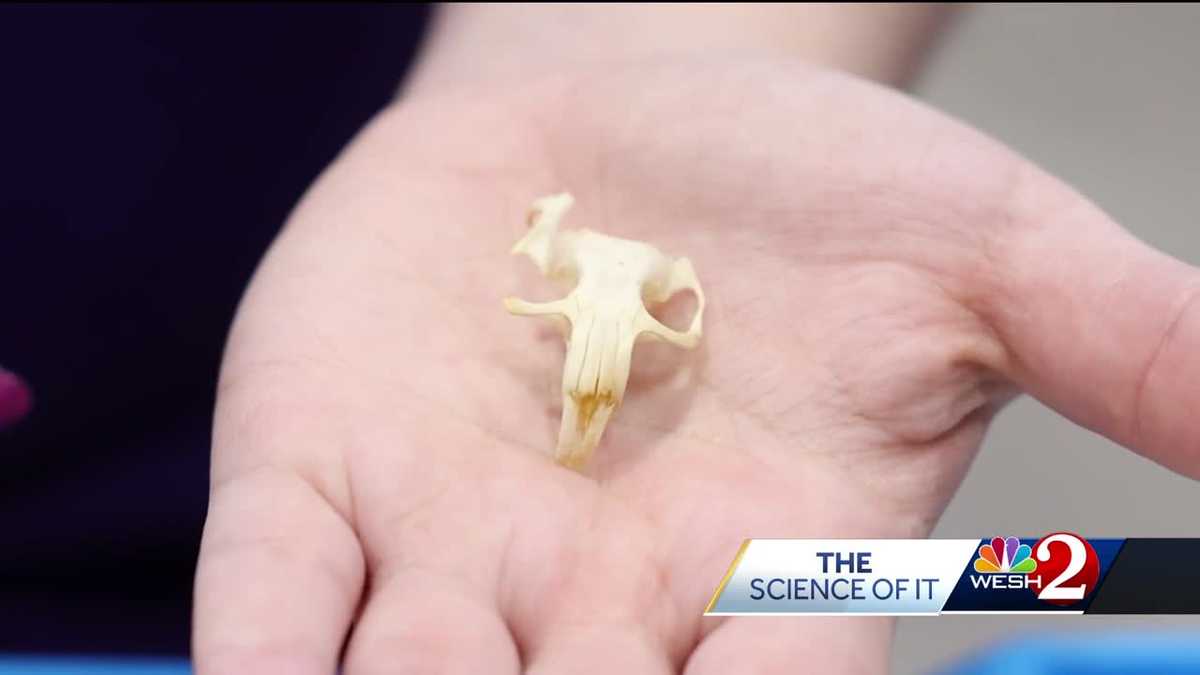 The Science of It: Owl Pellets