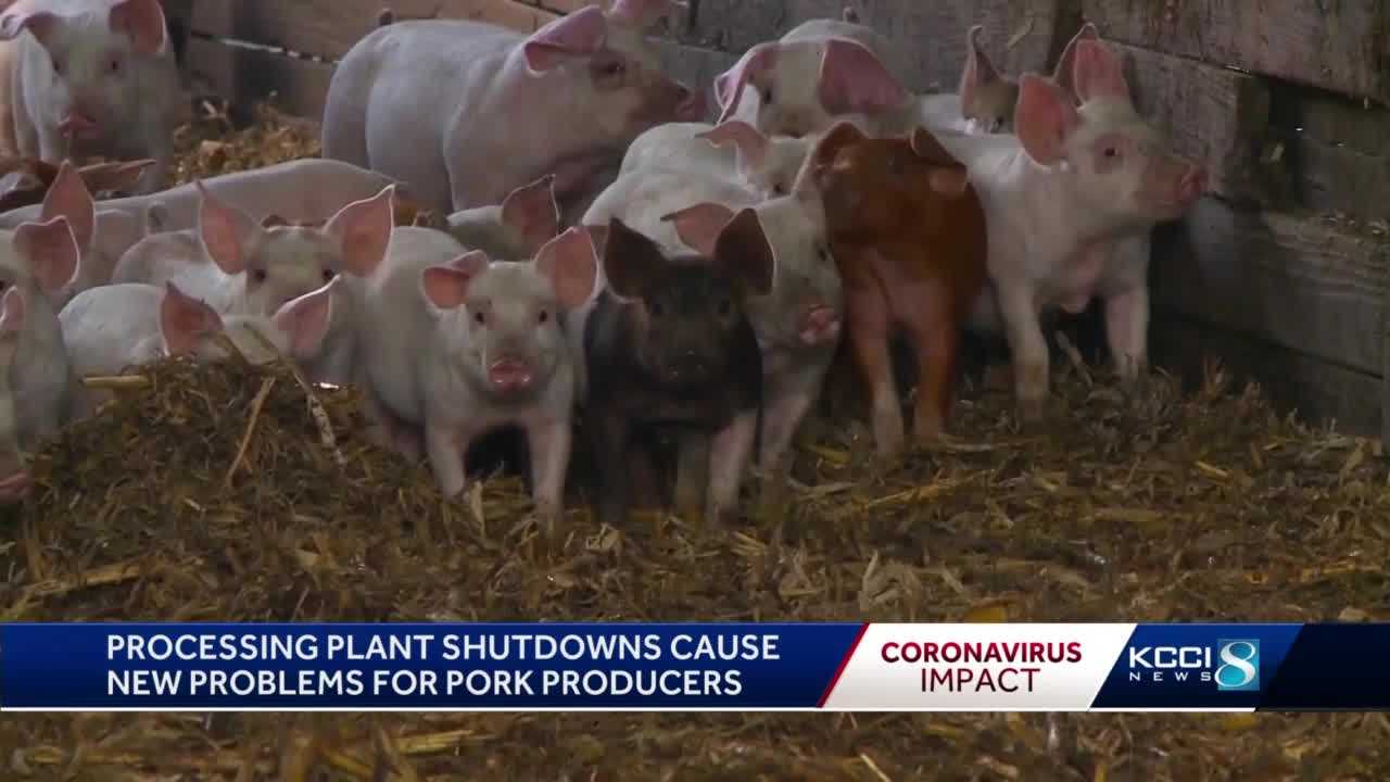 Iowa Hog Farmers Left With Few Options As COVID-19 Closes Pork Plants