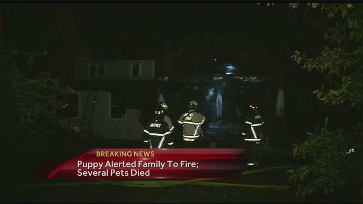 Family escape flames thanks to puppy