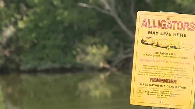 Beaufort County Coroner reveals alligator attack cause of death - Vimarsana News