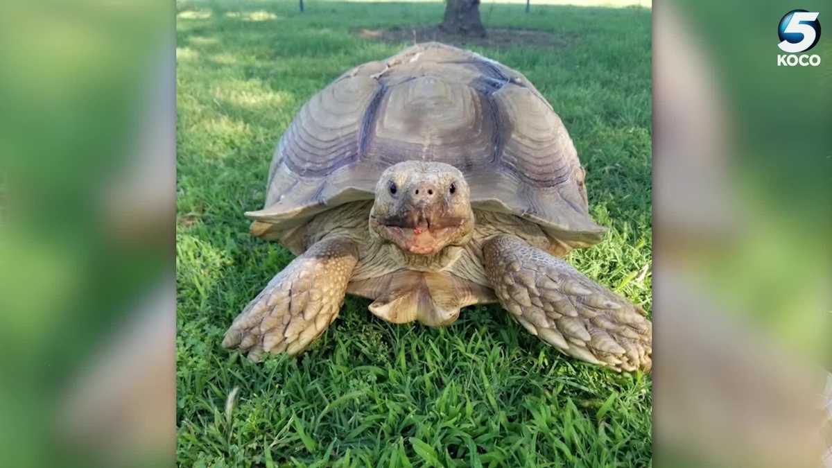 Metro family asks for help finding lost tortoise