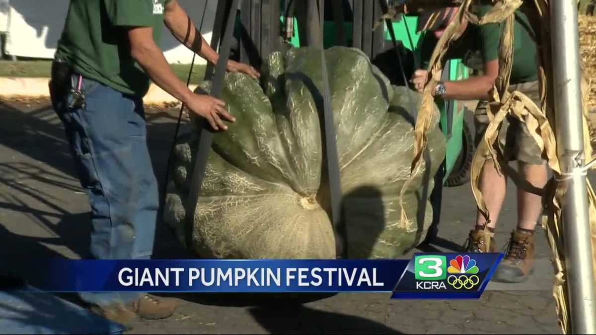 Giant pumpkin festival draws big crowds in Elk Grove