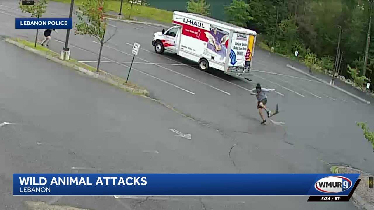 Video shows an unknown animal attacking people in New Hampshire