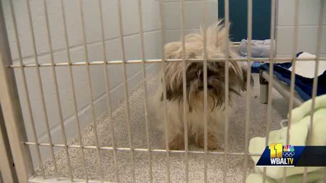 BARCS full for first time since beginning of pandemic and looking for fosters - Vimarsana News