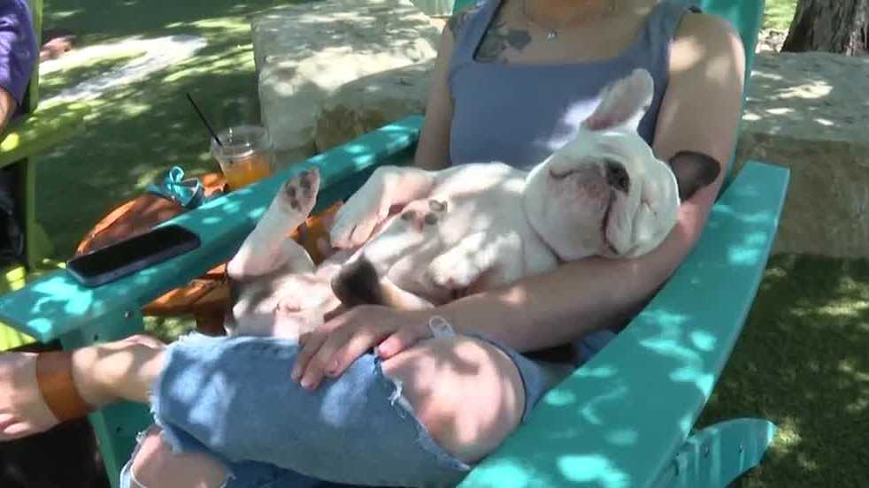 The Nebraska Humane Society holds a 'furmily' reunion for its former shelter dogs