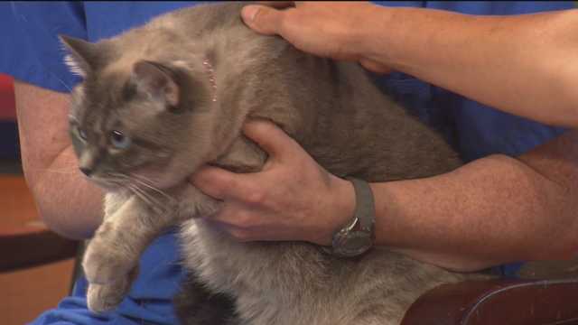 Pet Questions: Cat's intermittent vomiting