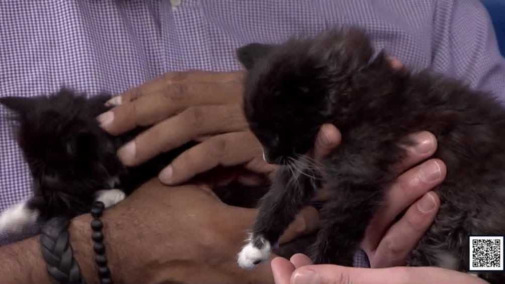 Orange County Animal Services seeks foster homes for kittens