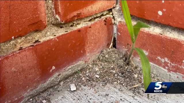 ANTS IN HOMES: Rain causing ants to invade Oklahoma homes; here's how to keep them out - Vimarsana News