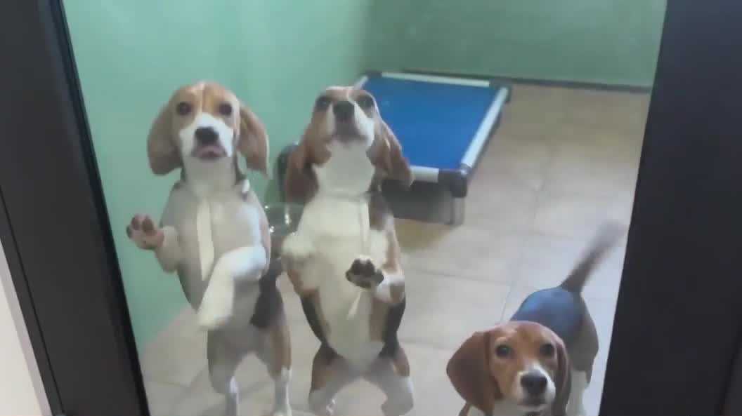 Iowa animal rescue group aids in saving beagles from Wisconsin facility
