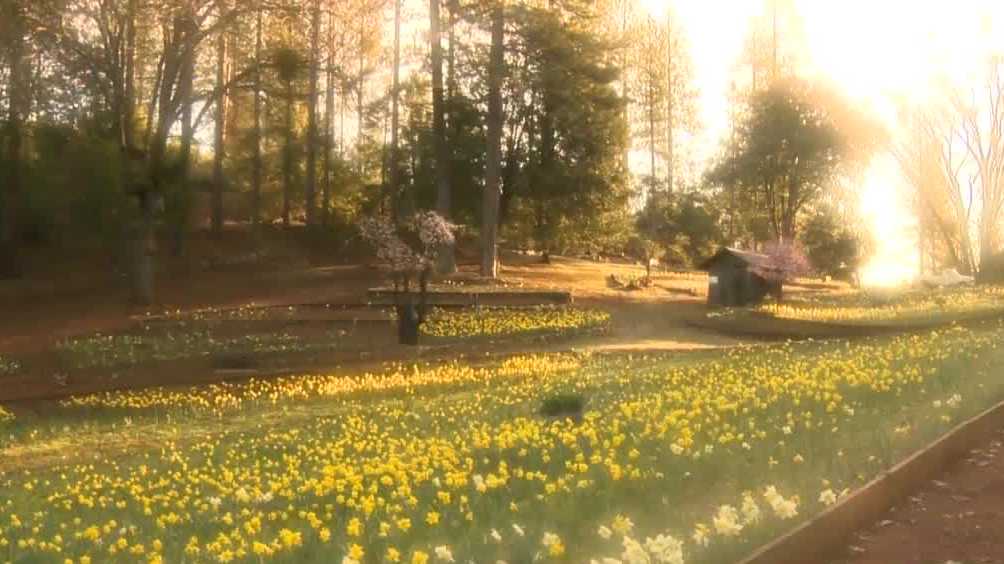 Owners close Daffodil Hill due to overwhelming crowds