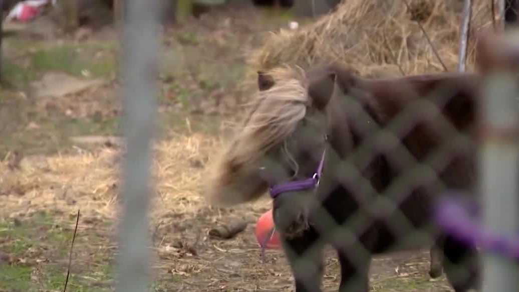 Louisville Metro Council panel advances looser livestock space rules