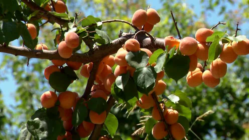 500 tons of apricots at risk of going to waste in Patterson