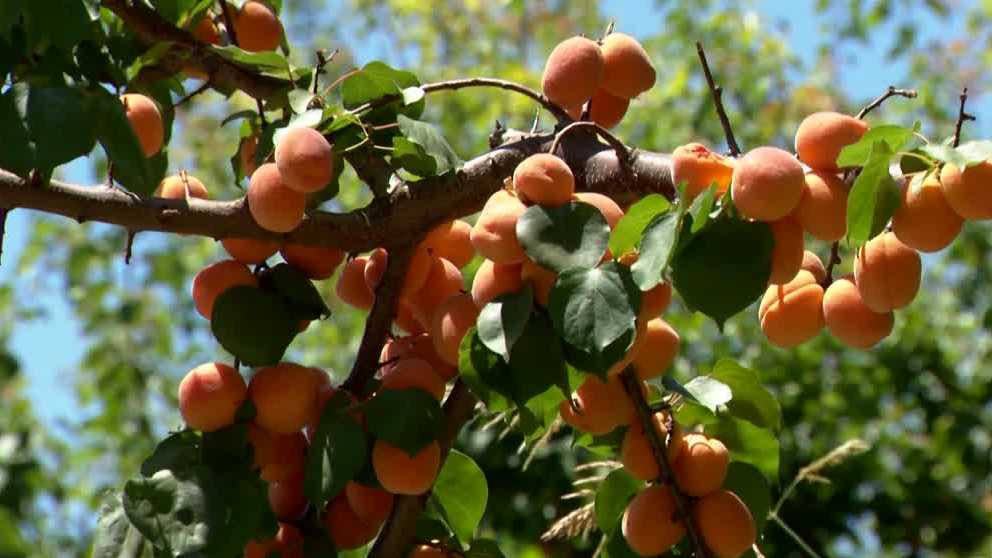 500 tons of apricots at risk of going to waste in Patterson 500 tons of apricots at risk of going to waste in Patterson