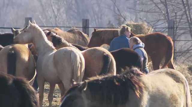 Animal rescuing caring for horses from Gage County raises concerns over auctioning them off - Vimarsana News