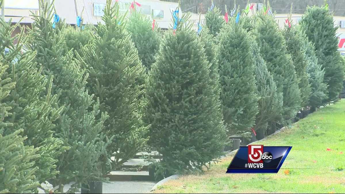 How to pick the right Christmas tree?