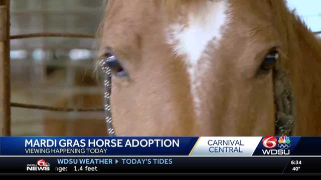 Louisiana Mardi Gras parade horses up for adoption - Vimarsana News