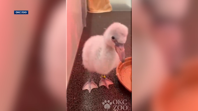 Watch flamingo chicks hatching and being bottle fed - Vimarsana News
