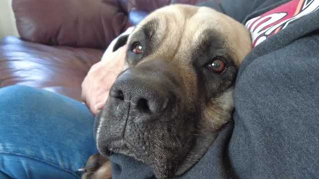 Volunteers help find Waukee family dog missing since November - Vimarsana News